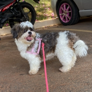 Nala imagem 1 - Shih Tzu