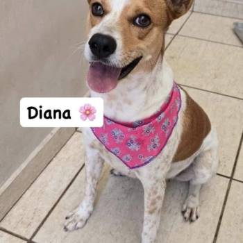 Diana imagem 1 - 