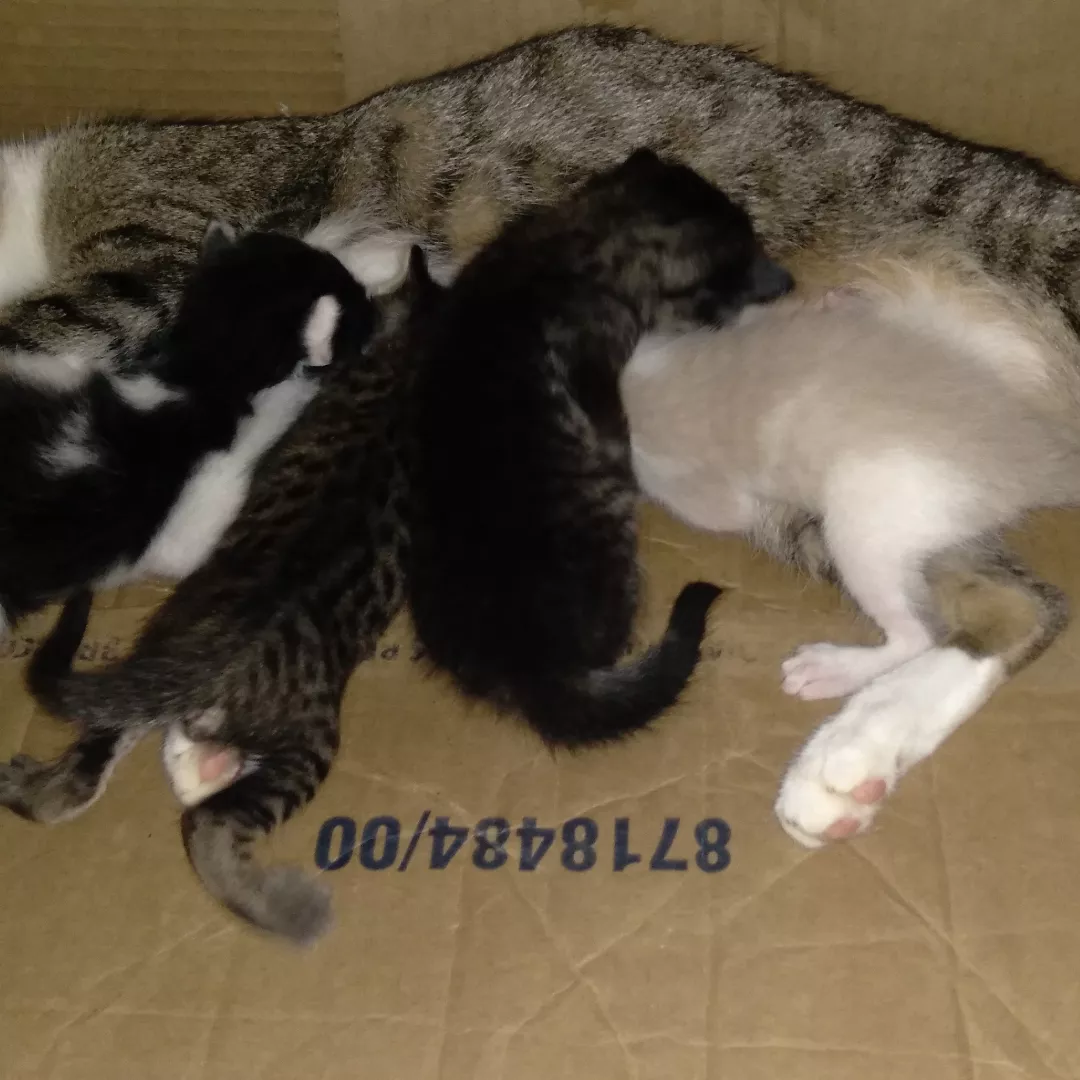 Menina - Sem Raça Definida