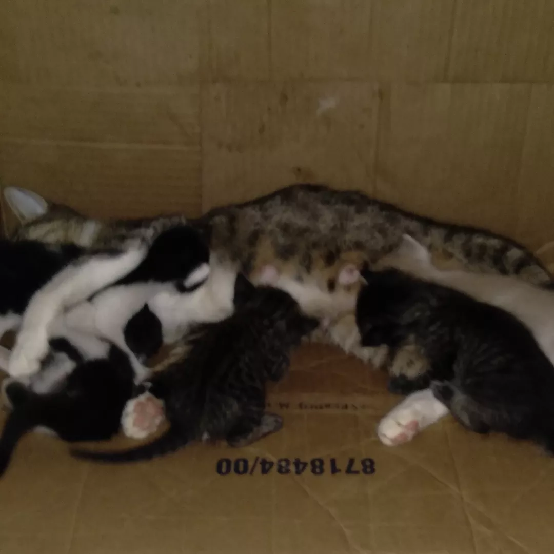 Menina - Sem Raça Definida