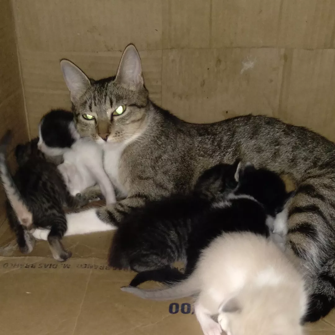 Menina - Sem Raça Definida