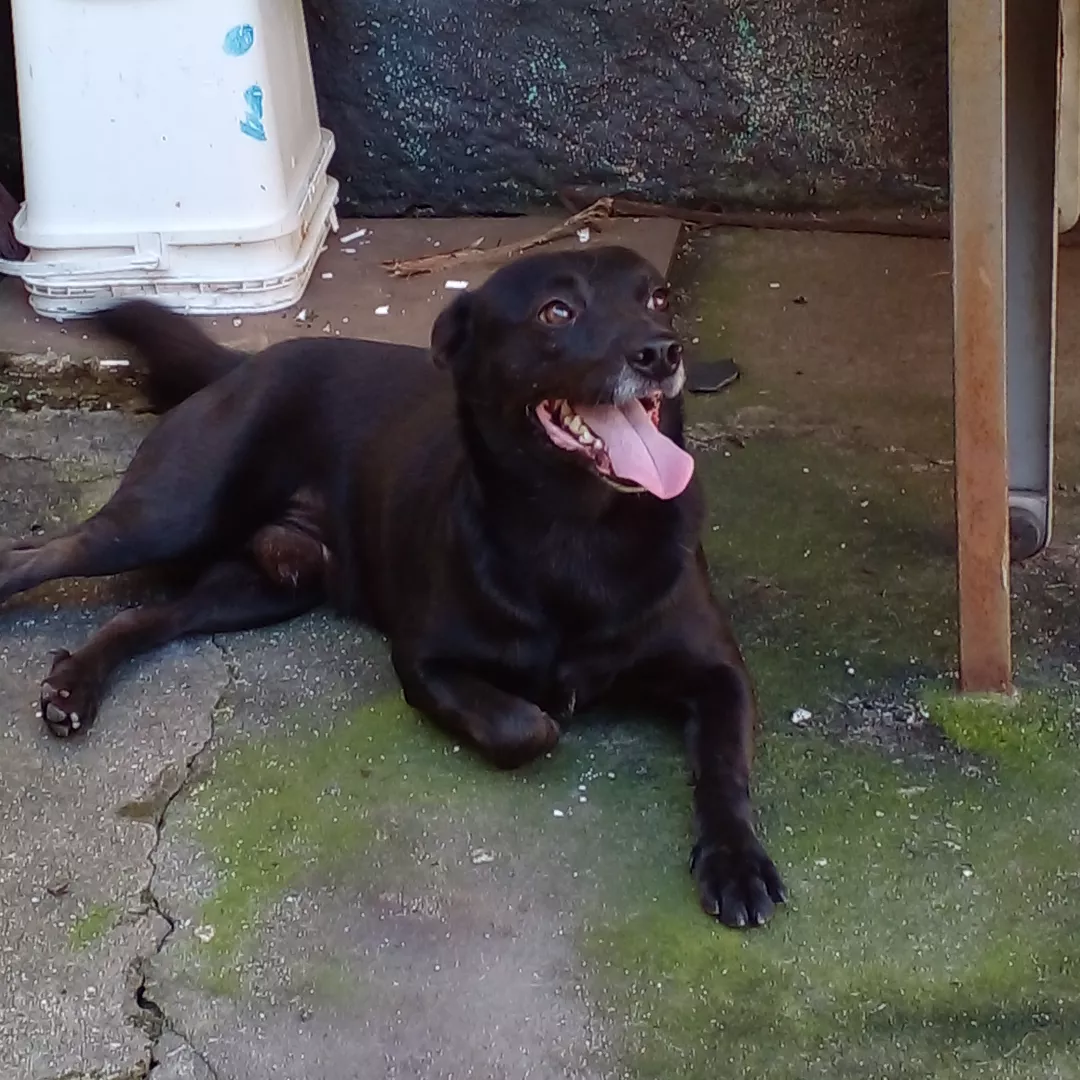 Gigio - Sem Raça Definida