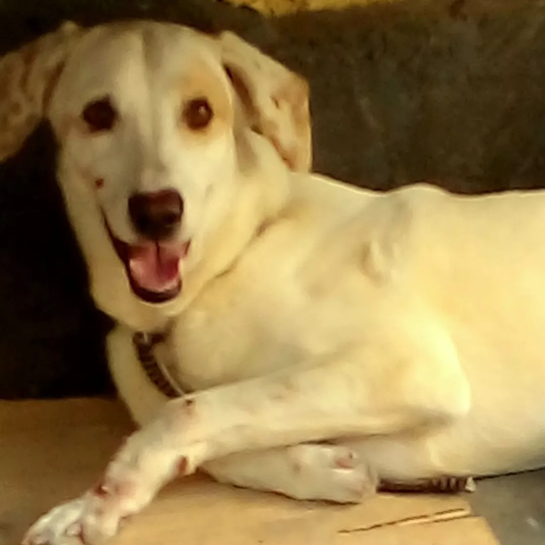 Faísca - Sem Raça Definida