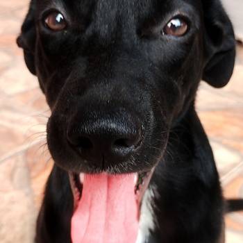Lupi imagem 1 - 