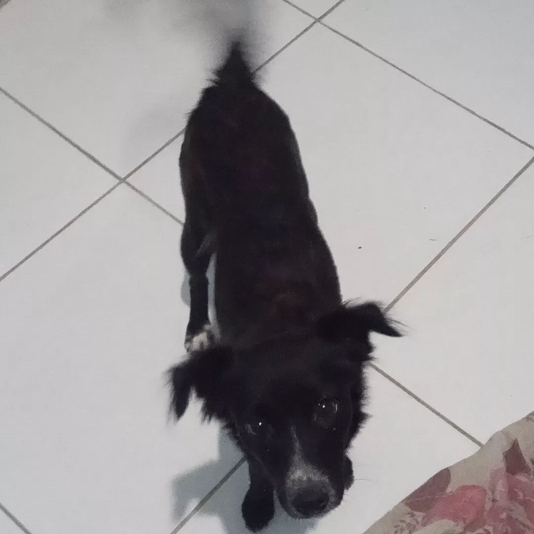 Amora - Sem Raça Definida