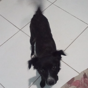 Amora imagem 1 - Sem Raça Definida