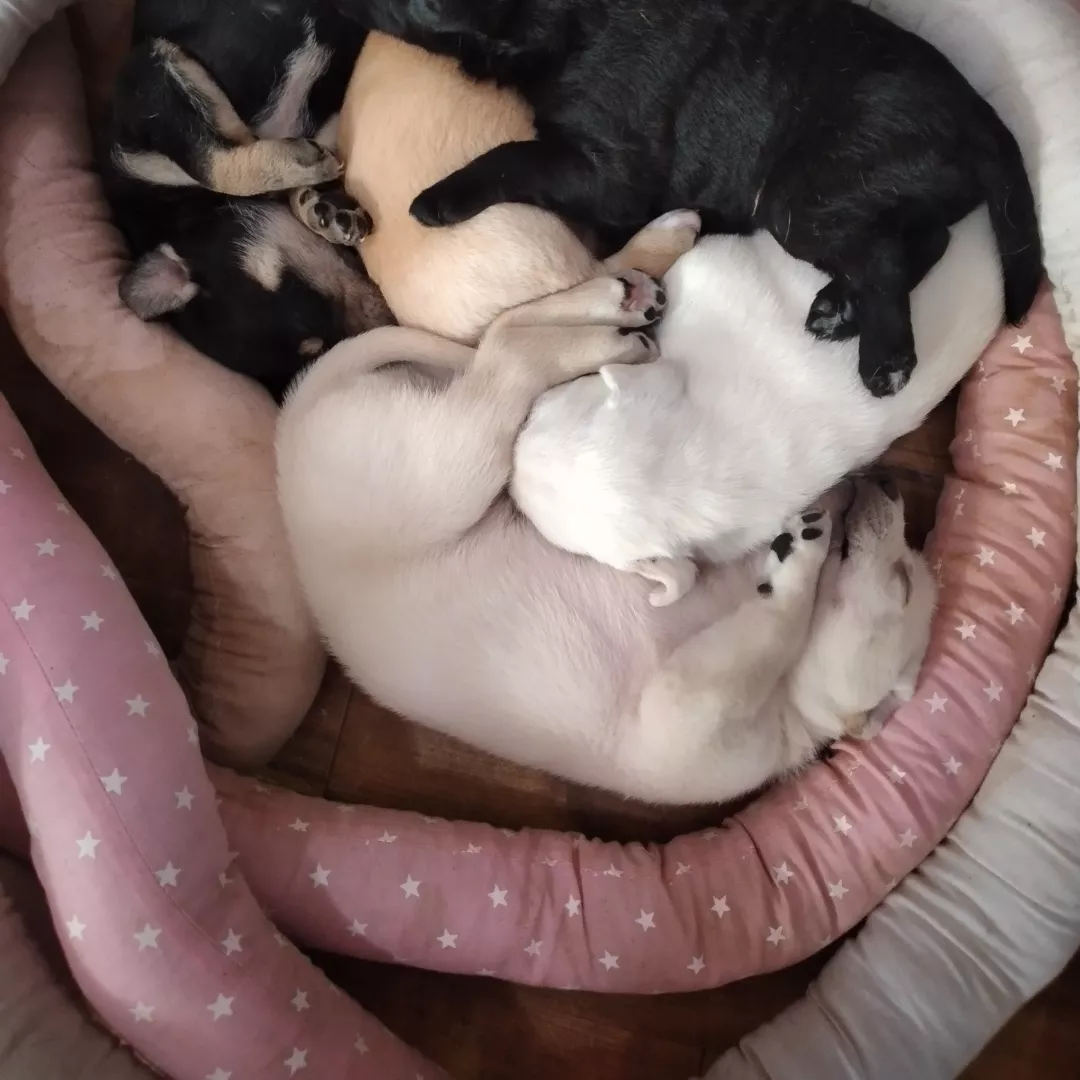 Lili Pretinha E Branco - Sem Raça Definida