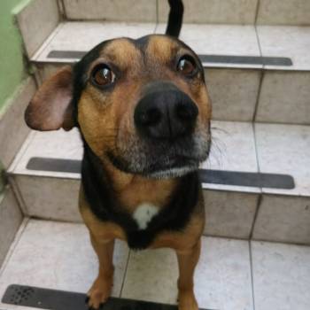 Golfo imagem 1 - 