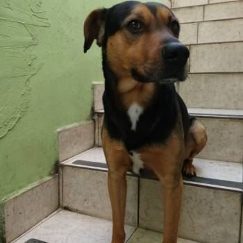 Golfo imagem 2 - 