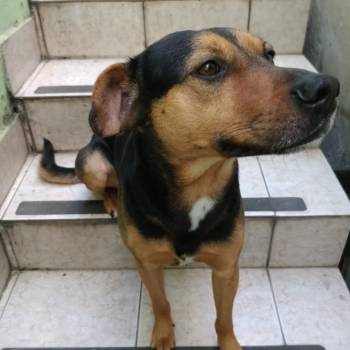 Golfo imagem 3 - 