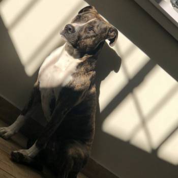 Nala imagem 1 - 