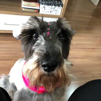 Lola imagem 1 - 