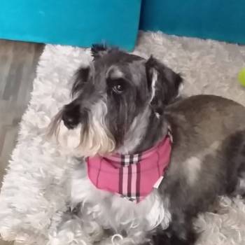 Lola imagem 2 - 