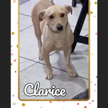 Clarice imagem 3 - 