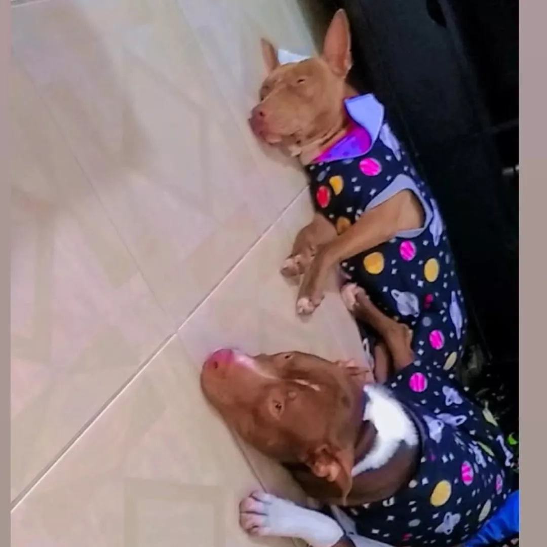 Kyra Amp Apollo - Sem Raça Definida