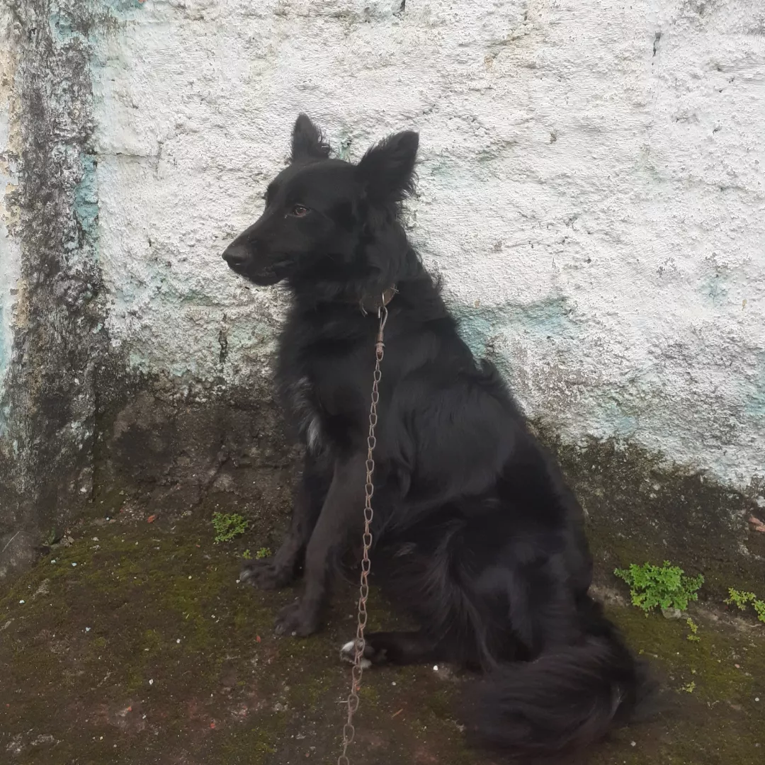 Duck - Sem Raça Definida