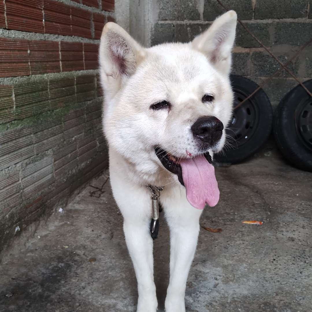 Thor Raça Akita - 