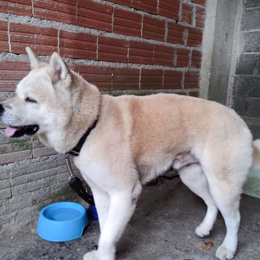 Thor Raça Akita - 