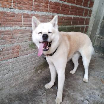 Thor Raça Akita imagem 1 - 