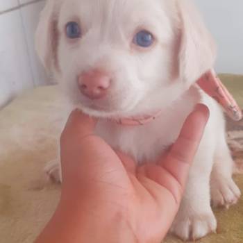 Nala imagem 1 - 