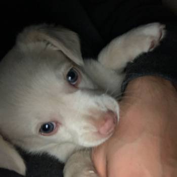Nala imagem 2 - 