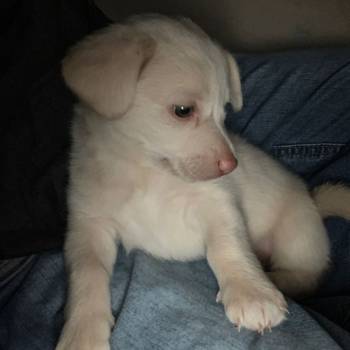 Nala imagem 3 - 