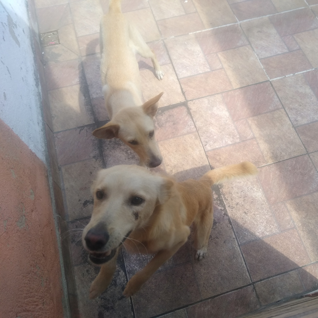 Bradock E Bela imagem 3 - Sem Raça Definida