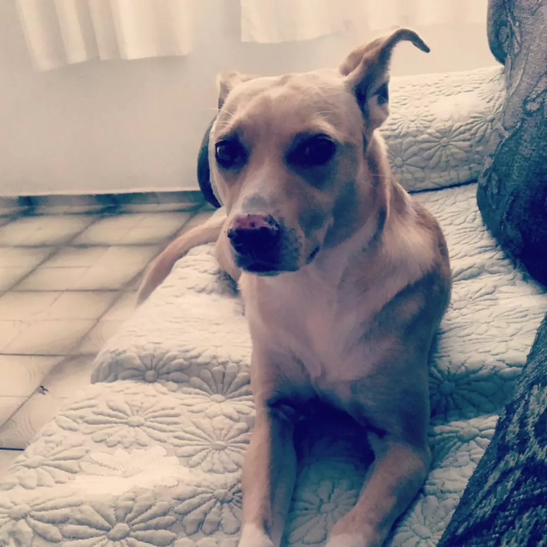 Cachorrinha - Sem Raça Definida