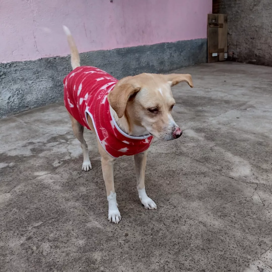 Cachorrinha - Sem Raça Definida