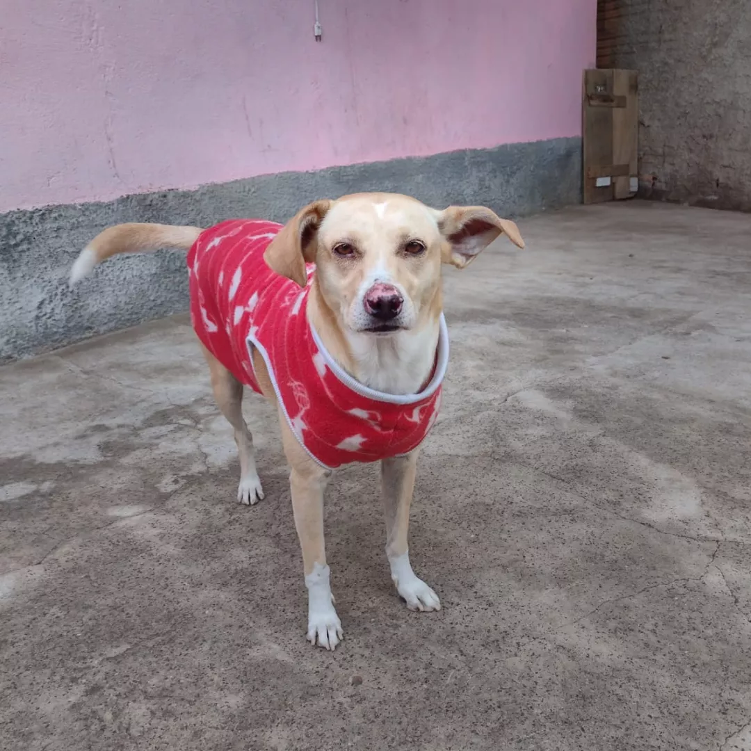Cachorrinha - Sem Raça Definida