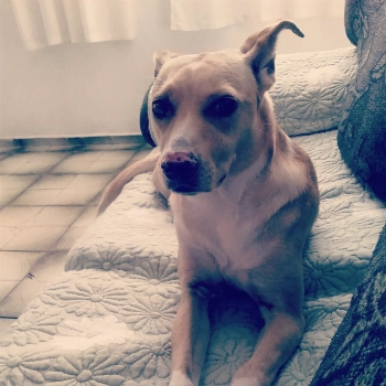 Cachorrinha imagem 1 - Sem Raça Definida