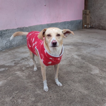 Cachorrinha imagem 3 - Sem Raça Definida