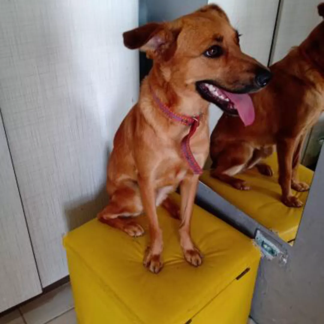 Amora - Sem Raça Definida