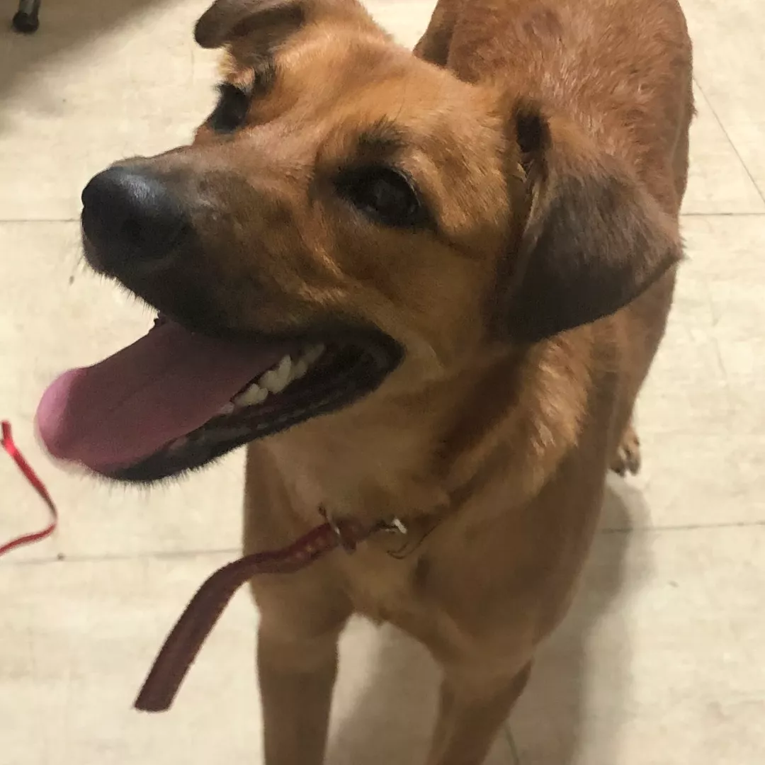 Amora - Sem Raça Definida