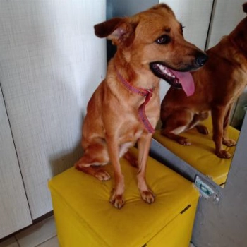 Amora imagem 1 - Sem Raça Definida