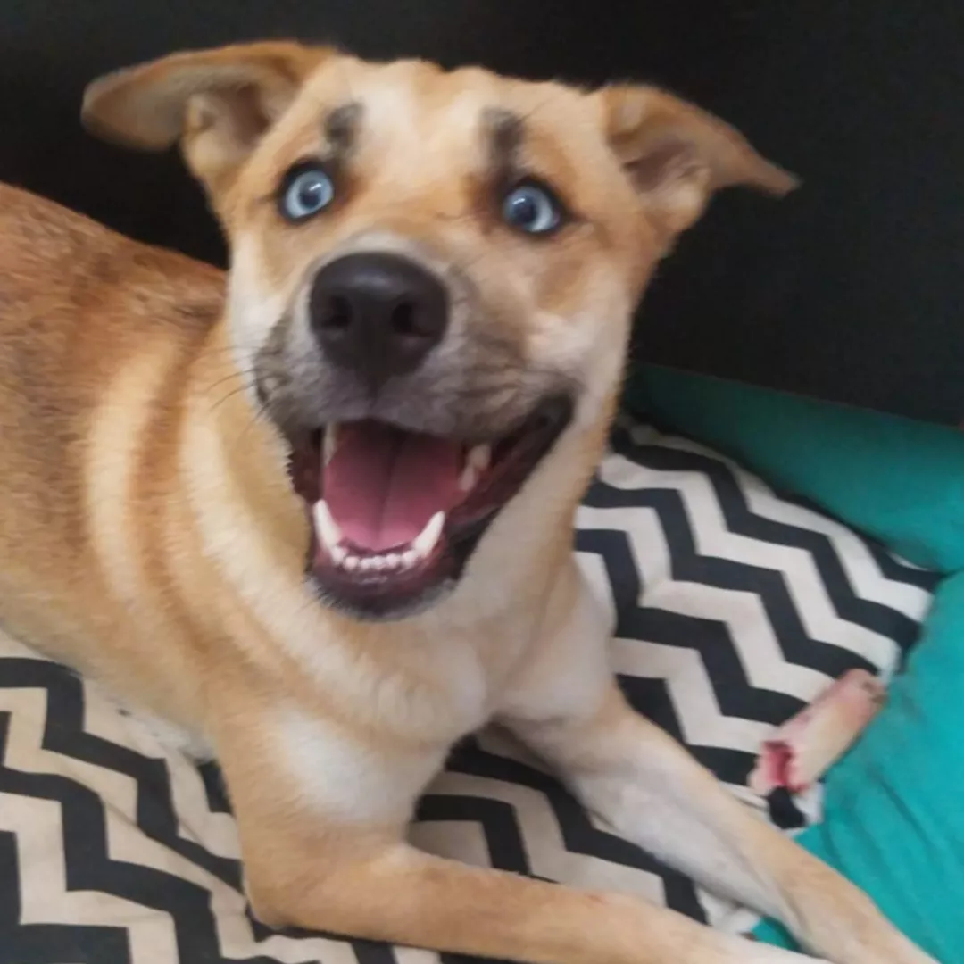 Jinx - Sem Raça Definida