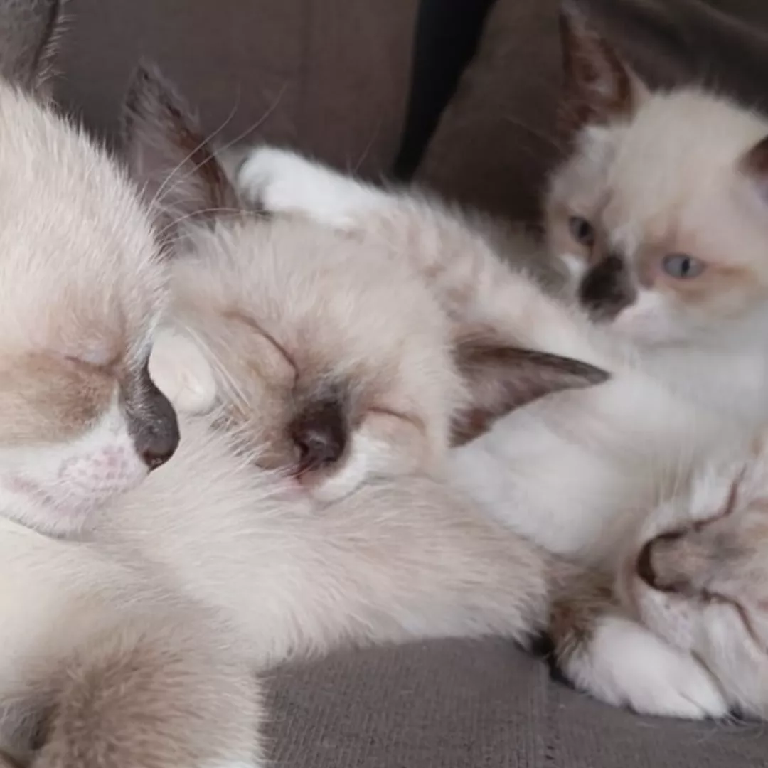 Gatinhos 3 Macho 1 Fêmea - Sem Raça Definida