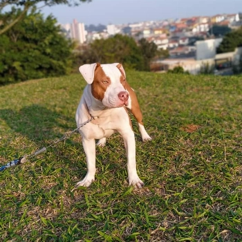 Trovão imagem 1 - Sem Raça Definida