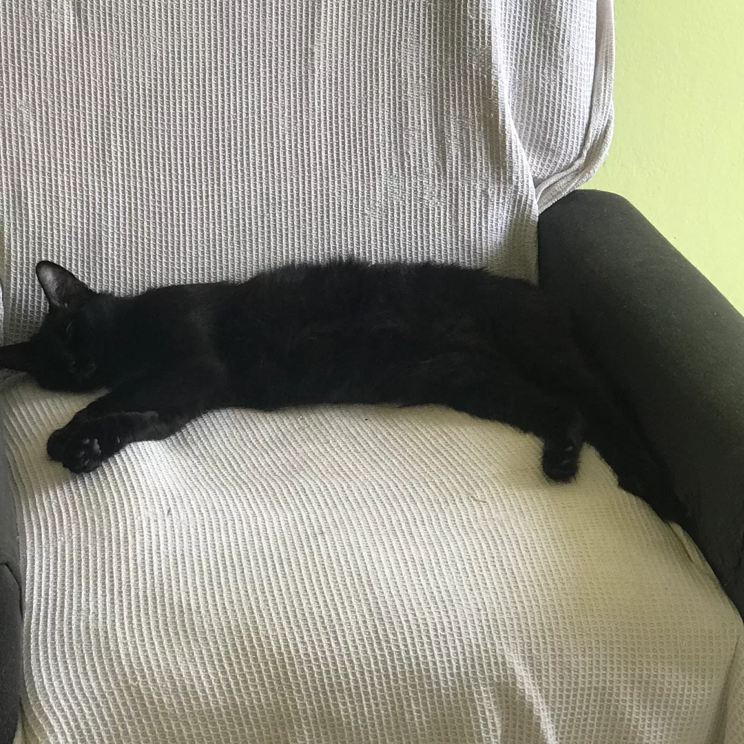 Miudinha - Sem Raça Definida