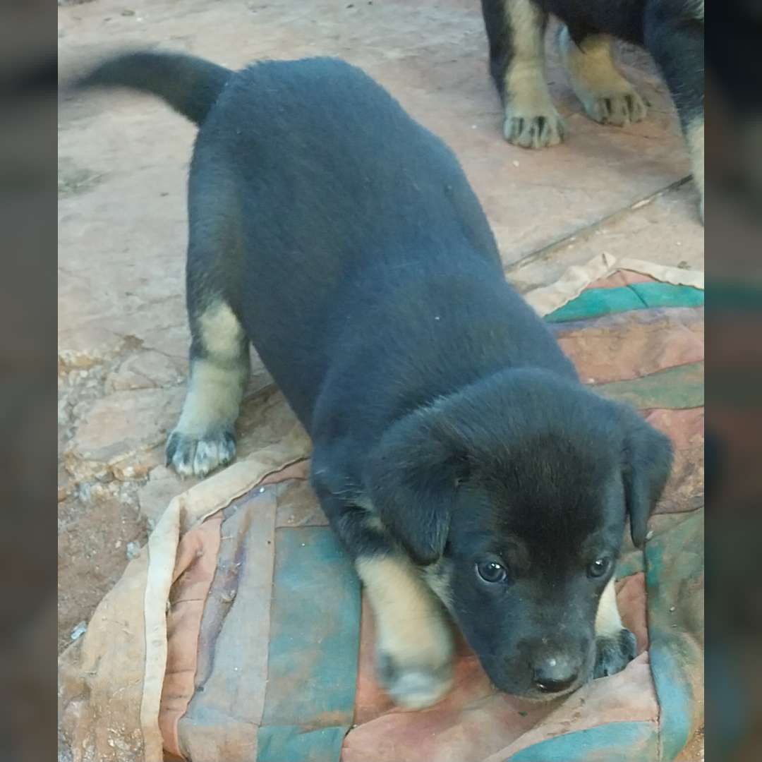 Filhote De Pastor Alemao - 