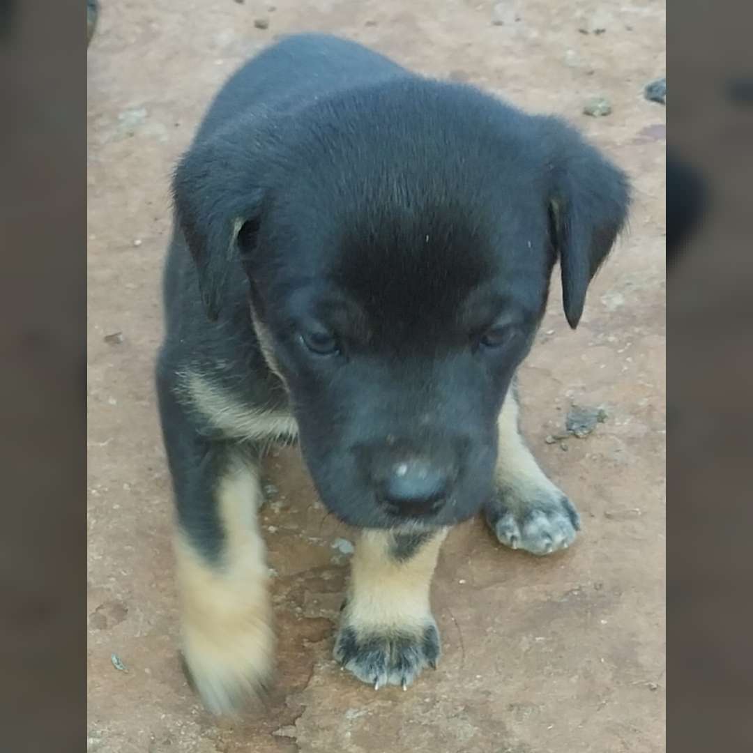 Filhote De Pastor Alemao - 