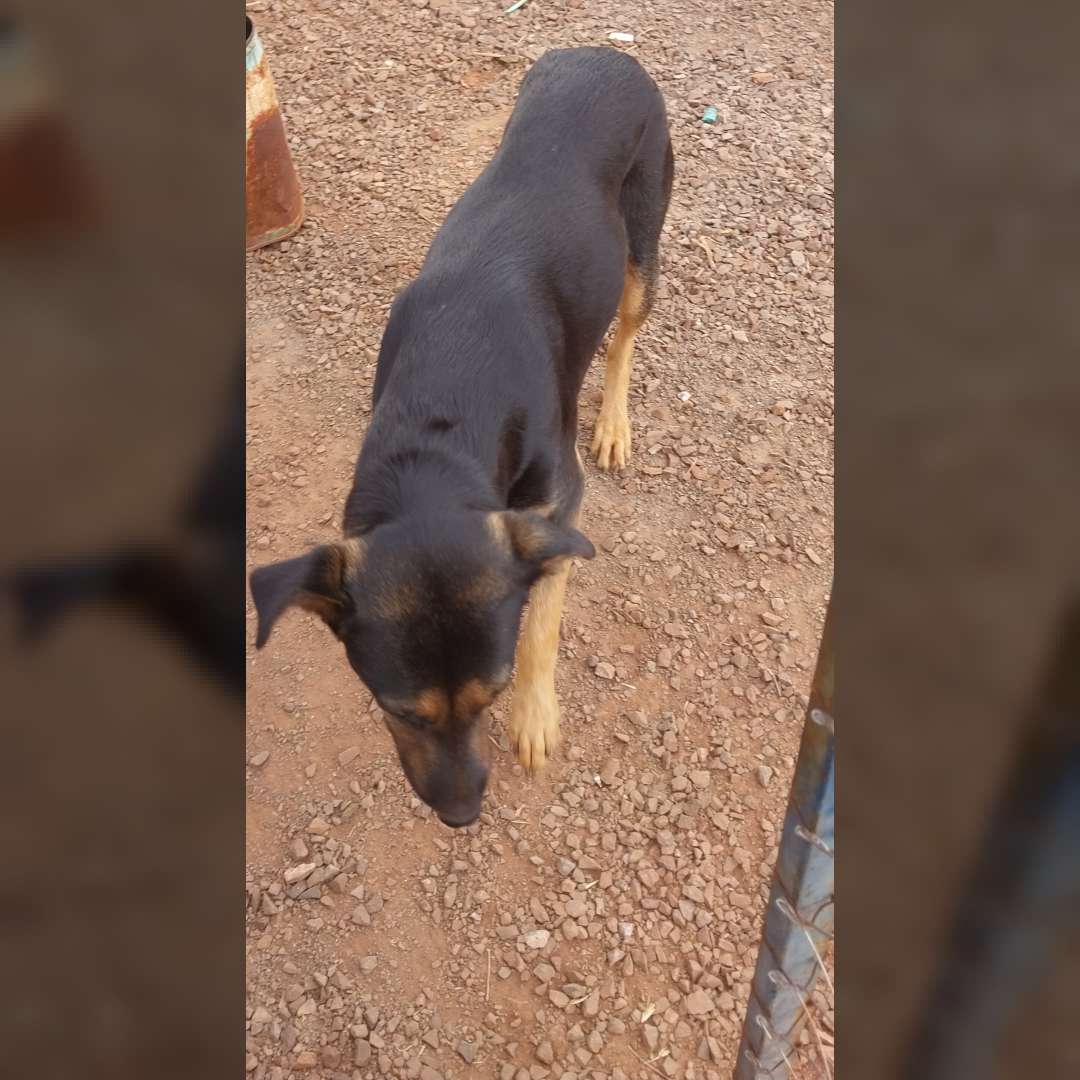 Filhote De Pastor Alemao - 