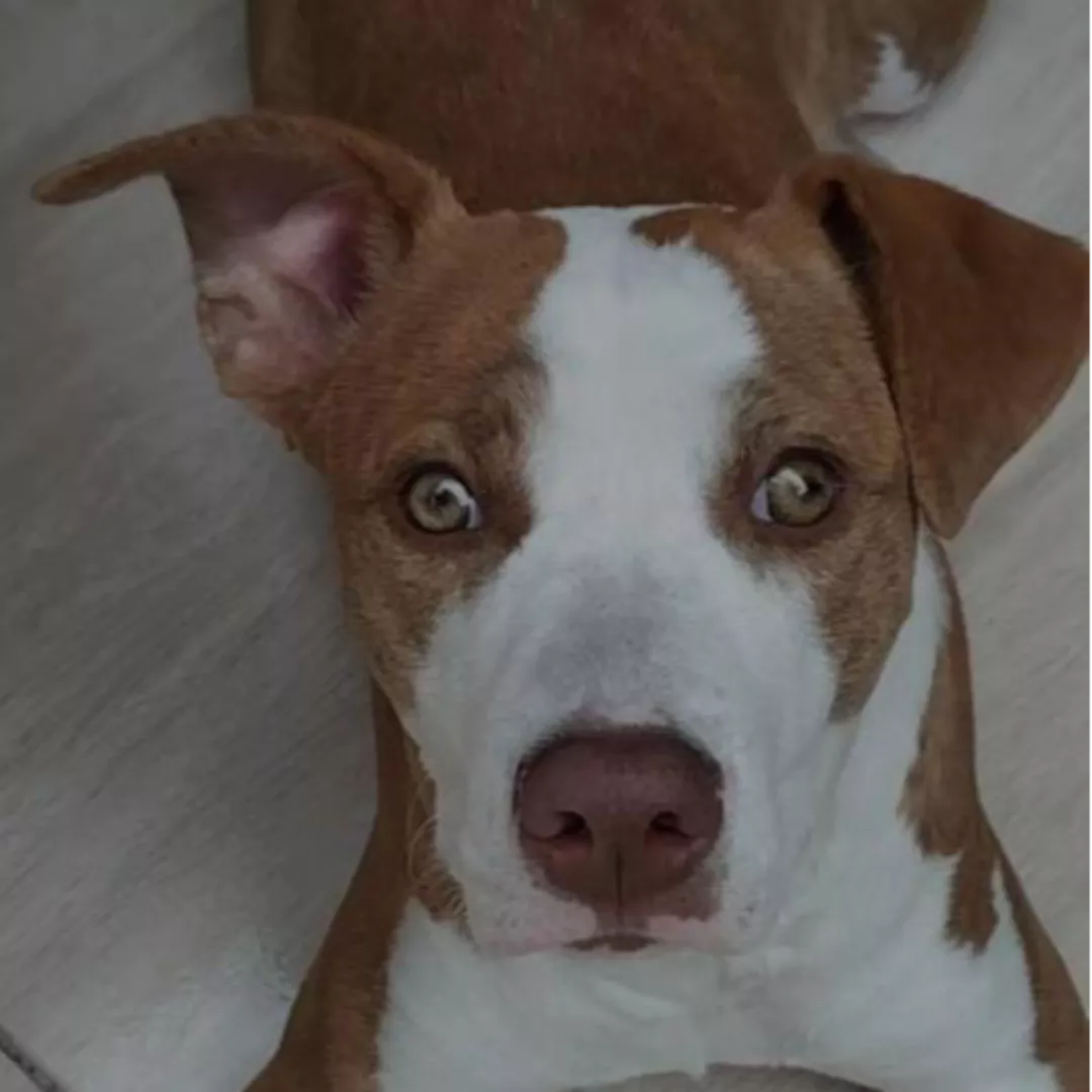 Kiara - Sem Raça Definida