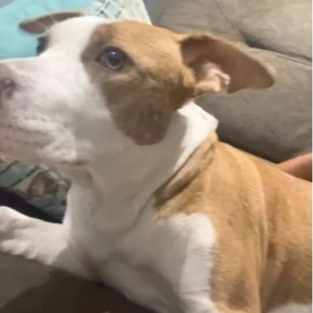 Kiara - Sem Raça Definida