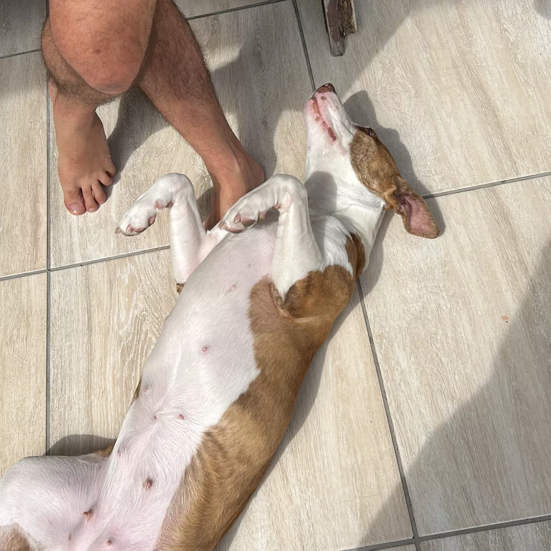 Kiara - Sem Raça Definida