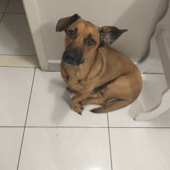 Thor imagem 3 - 