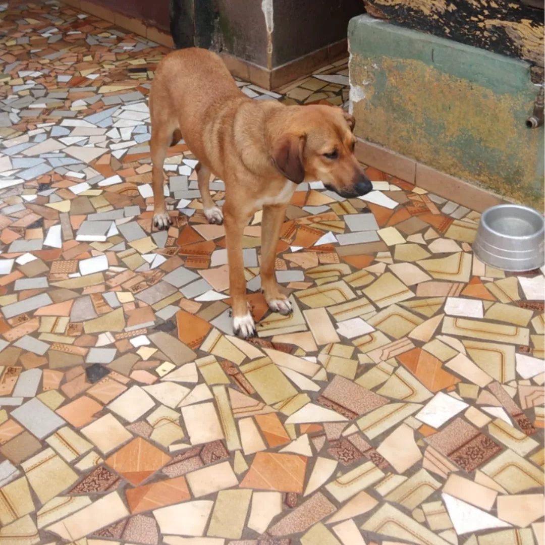 Scooby - Sem Raça Definida