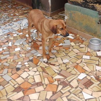 Scooby imagem 1 - Sem Raça Definida