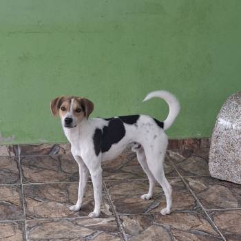 Bob imagem 1 - 