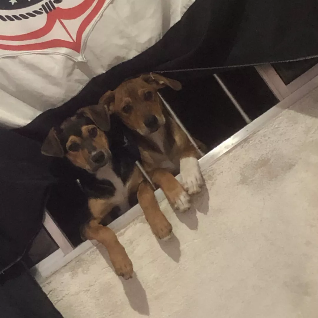 Mais E Brisa - Sem Raça Definida